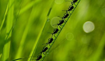 nature-q-c-600-600-1