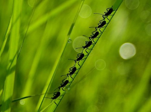 nature-q-c-600-600-1